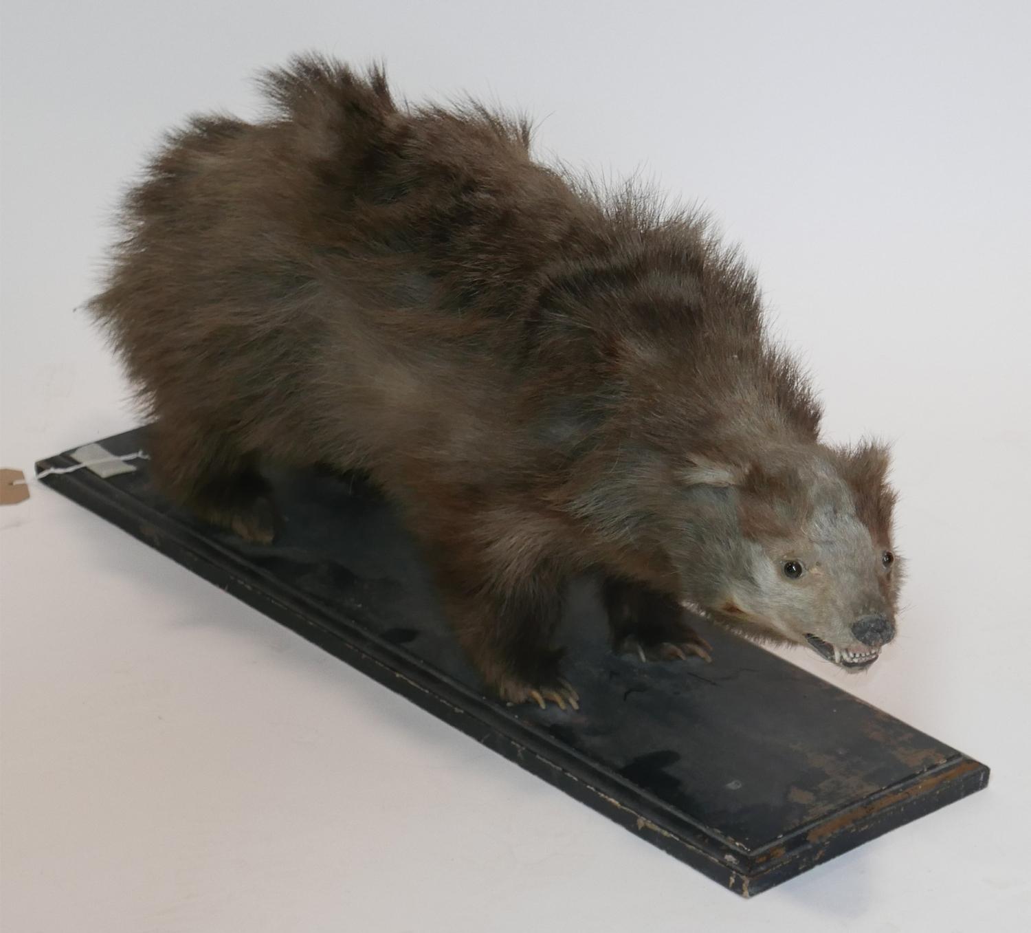 A Victorian taxidermy study of a badger, on ebonised rectangular stepped stand, H.35 L.74cm