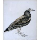 An early 19th century pencil and watercolour drawing of a bird, indistinctly signed and dated