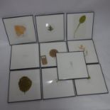 Garry Fabian Miller, ten framed photos of leaves, 14 x 12cm