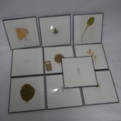 Garry Fabian Miller, ten framed photos of leaves, 14 x 12cm