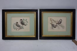 Early 20th century school, two coloured etchings of birds, signed in pencil to lower margins, framed