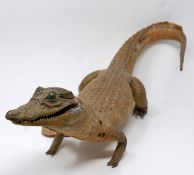 A taxidermy study of a caiman, head had ripped apart, L.54cm