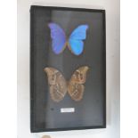 A framed morpho didius butterfly caught by Viktor Wynd in Peru 2007