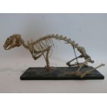A taxidermy skeleton of a cat with label for Edward Gerrard & sons to base