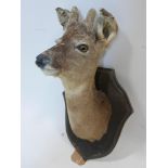 A taxidermy study of a deer's head on oak plaque