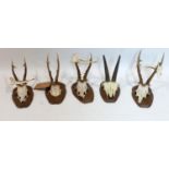 A collection of five roe deer antlers on cut upper skull, mounted upon a wooden shields, three