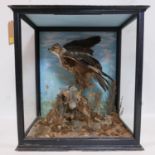 A taxidermy study of a hawk catching a rabbit set in display case, H.74 W.70 D.43cm