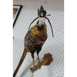 A taxidermy study of a masked pheasant, on wooden perch