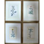 William Curtis (1746-1799), a set of four hand-coloured botanical engravings, framed and glazed,