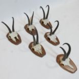 A collection of six roe deer antlers on cut upper skulls, mounted upon a wooden shields, H.22cm (6)