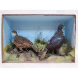 A taxidermy study of two birds in display case, H.60 W.92 D.26cm
