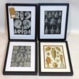 A set of four Haeckel natural history prints, 33 x 43cm