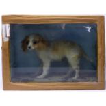 A Victorian taxidermy study of a puppy in display case, H.28 W.37 D.16cm