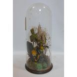 A taxidermy study of birds in naturalistic setting and under glass dome, H.58cm
