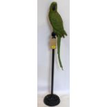 A fibreglass model of a parrot on stand, H.120cm