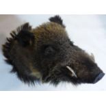 A taxidermy study of a boars head