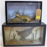 Two taxidermy studies in display cases