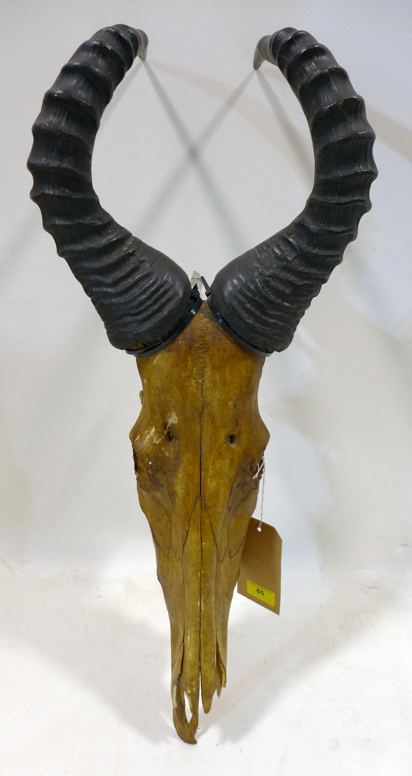 An antique bison skull, 79 x 30cm