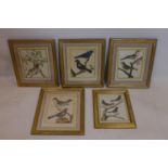 A set of five early 19th century French hand-coloured prints of birds, to include Blackbirds,