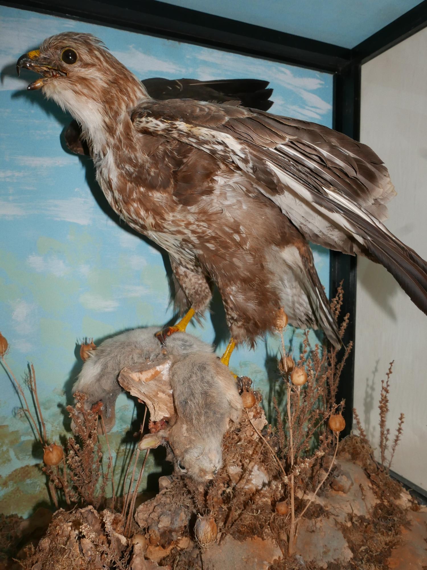 A taxidermy study of a hawk catching a rabbit set in display case, H.74 W.70 D.43cm - Image 2 of 2