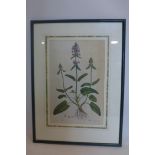 An early 19th century botanical engraving, 'Botonica Officinalis', engraved by F. Sansom, framed and