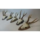 Five vintage wall-mounted skulls with antlers on wooden shield plinth bases, approx size: 20 x 15cm,