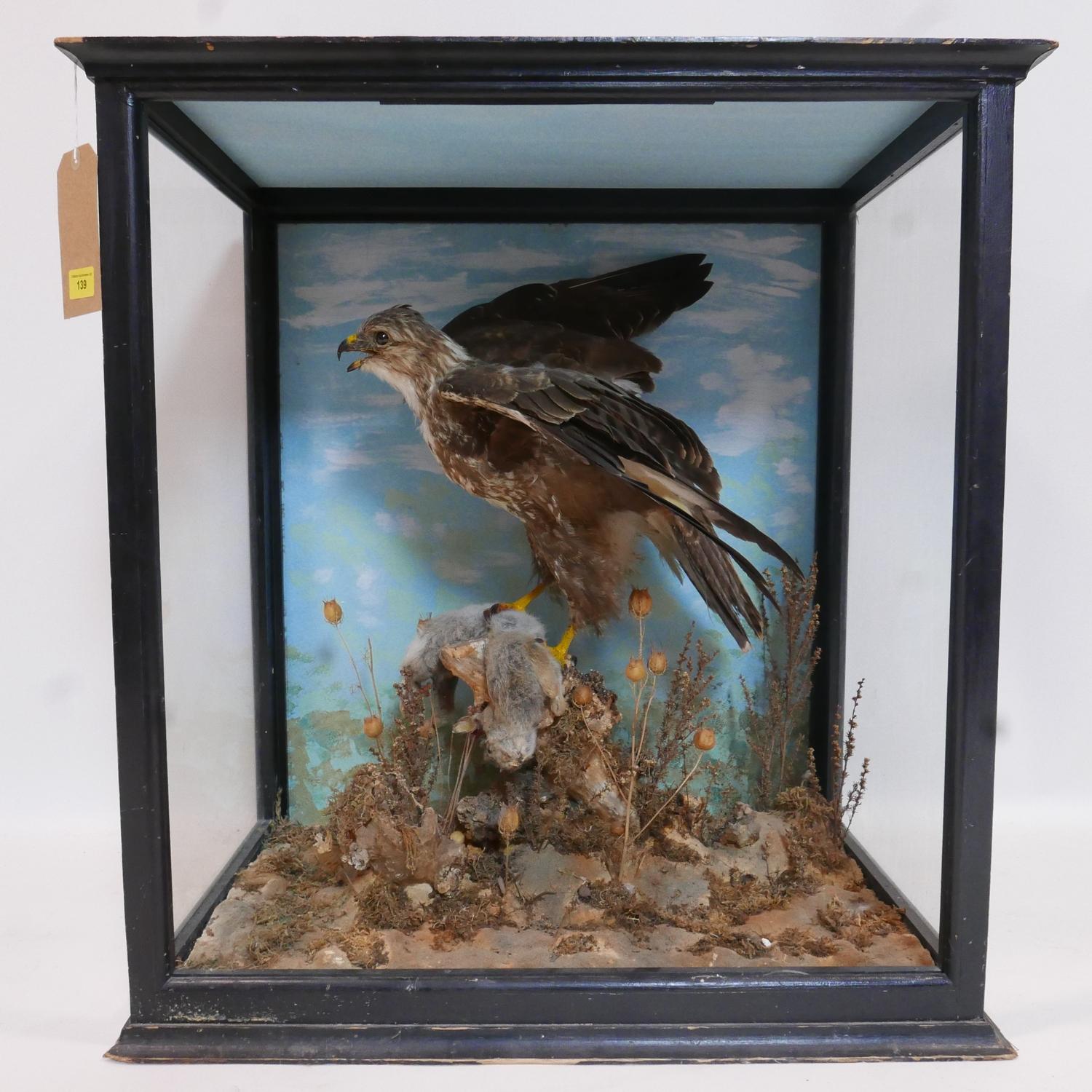 A taxidermy study of a hawk catching a rabbit set in display case, H.74 W.70 D.43cm