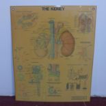 An anotomical chart on the kidney, by Anatomical Chart Co. Chicago, IL, 1980, 63 x 52cm