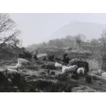 A photographic print of sheep, 29 x 39cm