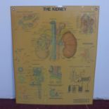 An anatomical chart on the kidney, by Anatomical Chart Co. Chicago, IL, 1980, 63 x 52cm