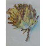 A framed and glazed watercolour study of an artichoke, unsifned 'Study 171' in pencil bottom left,
