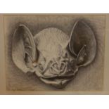 Hilary Beauchamp MBE (Contemporary artist), Vampire Bat, ink drawing, monogrammed lower right,