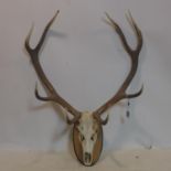 A large deer skull and antlers mounted to oak plaque