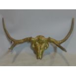 A pair of gilt painted stag antlers on skull, H.48 W.84cm