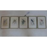 A set of 5 gilt-framed and glazed, 19th century hand-coloured prints of exotic birds, 15 x 9cm each