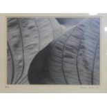 Darius Tuiali, a photographic print of closeup view of leaves, signed and dated '99 to lower margin,