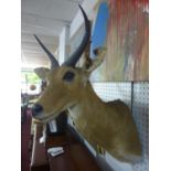 A Reedbuck deer shoulder-mount, 2014