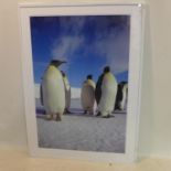 Angus McDonald, a large photographic print of penguins, 126 x 86cm