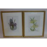 Two pair of flora and fauna prints in gilt frames