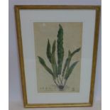 A 19th century coloured engraving of a asplenium scolopendrium, 46 x 28cm