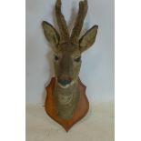 A wallmounted taxidermy bust of aN Offerta Yvette deer, dated 1997 to reverse of oak shield