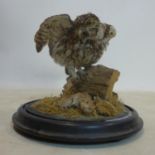 A taxidermy study of an owl catching a mouse, under glass dome, H.28cm