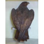 A taxidermy study of a bird of prey in case, H.56 W.61 D.28cm