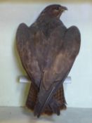 A taxidermy study of a bird of prey in case, H.56 W.61 D.28cm