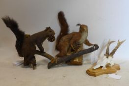 Two taxidermy studies of squirrels, together with a roe deer skull