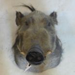 A taxidermy study of a wild boar head