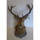 An early 20th century taxidermy study of a 12 point stag