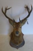 An early 20th century taxidermy study of a 12 point stag