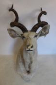 A large taxidermy study of a Kudu