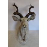 A large taxidermy study of a Kudu